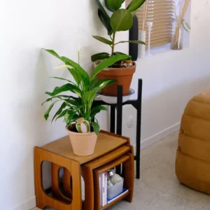 Olla - Rayée vert & Lila